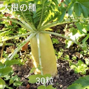 【無農薬、無化学肥料】青首総太り大根の種30粒