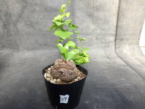 27　亀甲竜　Dioscorea elephantipes　アフリカ亀甲竜　3号ポリポット植え