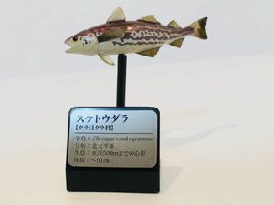 スケトウダラ　魚類　海　魚　川　フィギュア　日本　生き物　生物　動物　ミニチュア　６６