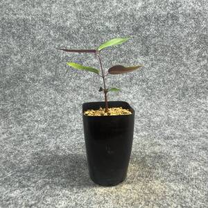 【鉢ごと発送】ペトペンチア ナタレンシス / Petopentia natalensis /【実生】/ 2号鉢 / 【現品】24-7-23-26