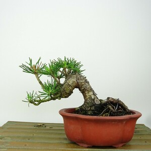 盆栽 松 黒松 樹高 約10cm くろまつ Pinus thunbergii クロマツ マツ科 常緑針葉樹 観賞用 小品 現品