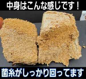 カブトムシ幼虫の栄養強化に！キクラゲ菌床ブロック☆マットに埋め込むだけでモリモリ食べます！クワガタの産卵床材の代わりにも使えます！