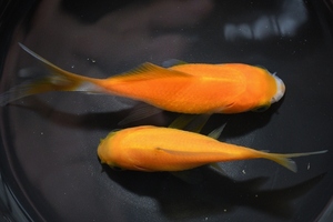 【猫飯】レア！！キラキラ白黄和金・約６～７センチ　２匹　　⑫　　金魚　川魚　　現物