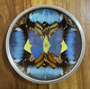 モルフォ蝶　その他　蝶の標本　丸い額絵　14.5cm 送料無料