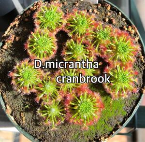 ■食虫植物/モウセンゴケ/ピグミードロセラ D.micrantha cranbrookのムカゴ