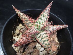 ＫＮ　１円！　アロエ(ロカイ属）　ハイブリッド（ALOE hybrid） 0.8Ｍ以下