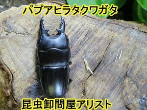 　パプアヒラタクワガタ　♂40ミリ♀23ミリ・ARFAK・昆虫販売アリスト・WD・成虫・セール!