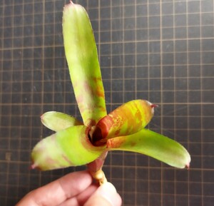 ネオレゲリア リリプー　Neoregelia hyb. 