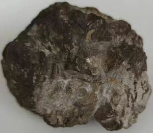 46億年前の隕石コンドライト 