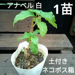 白 アナベル 1 苗  根付き 土付き あじさい 紫陽花 苗 ネコポス