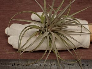 Tillandsia aeranthos 