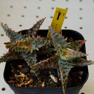 タグ付き　TCT アロエ Glorious Dragon 子株2つ　多肉植物 Aloe hybrid 