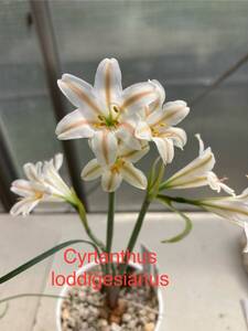 ②キルタンサス・ロドリゲス　Cytanthus loddigesianus 2022年seeding