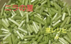 ★希少品★絶品!!　美味しい　にらの茎　500g　極甘!!　ハウスにら