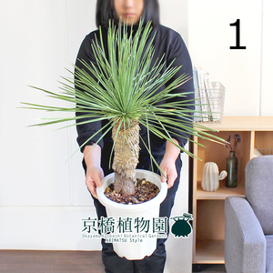 【現品】ユッカ・リネアリス 8号（1）Yucca linearis