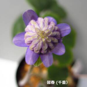 雪割草　銘品　こう春　千重咲　１芽