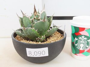 8090 「多肉植物A」アガベ南覇王覆輪錦　植え【発根・美株・リュウゼツラン・Agave titanota 