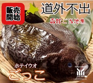 函館産　ホテイウオ　ゴッコ　オス、メス　計2尾、