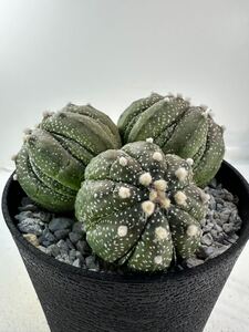 Astrophytum asterias multihead アストロフィツム 兜丸 マルチヘッド メキシコ原産