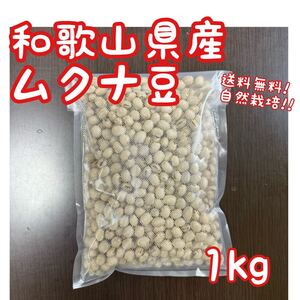 和歌山県産 ムクナ豆 1kg 無肥料 栽培期間中農薬不使用 自然栽培 令和6年産 八升豆