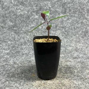 【鉢ごと発送】ペトペンチア ナタレンシス / Petopentia natalensis /【実生】/ 2号鉢 / 【現品】24-7-23-12