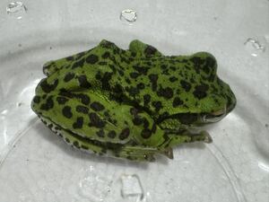054 モリアオガエル ブラックスポット 約5cm オスメス不明 即決価格 美個体 カエル蛙かえる生体 神奈川県産