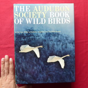 大型b/洋書【オーデュボン協会の野鳥の本/Audubon Society Book of Wild Birds】 @5