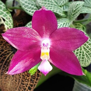 ③Phal. Miki Lola Girl Bear King 