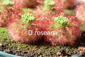 ■食虫植物/モウセンゴケ/ピグミードロセラ D.roseanaのムカゴ