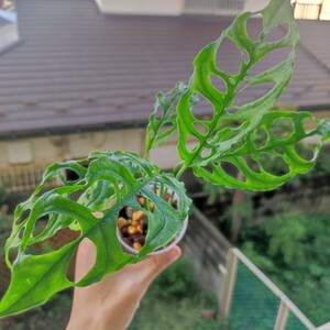 【1円スタート・珍奇植物】モンステラ オブリクア ペルー / Monstera obliqua Peru③