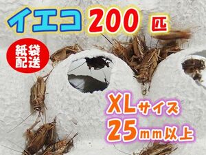 ヨーロッパイエコオロギ イエコ 成虫 XL サイズ 20mm以上 紙袋配送 200匹 生餌 死着保証10% 爬虫類 両生類 トカゲ カエル [3713:gopwx2]