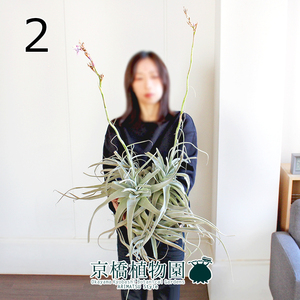 【現品】チランジア・ストラミネア 特大群生（2）Tillandsia straminea