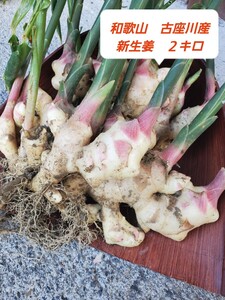 農薬・化学肥料不使用　新生姜2kg　和歌山　しょうが　 古座川　露地栽培