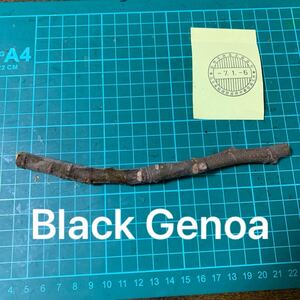 Black Genoa穂木　 イチジク穂木 いちじく穂木