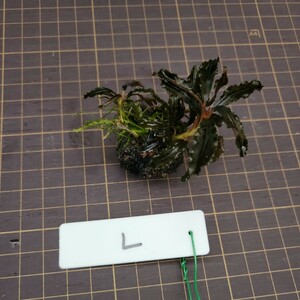 【L】【yuryoreina】◎送料込◎ブセファランドラsp.ゴジラ(Bucephalandra.sp Godzilla.)