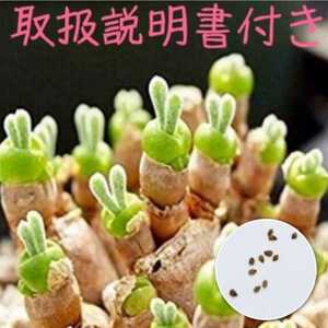 種10粒　モニラリア　うさぎの耳　育て方説明書付　多肉植物　種子