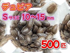 【送料無料】 デュビア Sサイズ 1.0～1.5cm 500匹 紙袋配送 アルゼンチンモリゴキブリ 肉食熱帯魚 爬虫類 両生類 [2818:broad2]