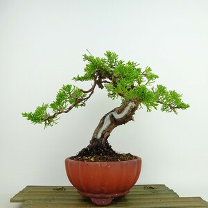 盆栽 真柏 樹高 約21cm しんぱく Juniperus chinensis シンパク “ジン シャリ” ヒノキ科 常緑樹 観賞用 現品