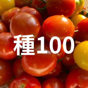 ミニトマト種子100粒