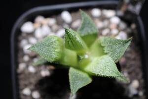 羅紗鬼　Haworthia　ハオルチア