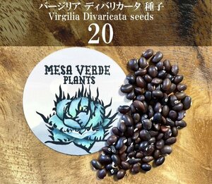 バージリア ディバリカータ 種子 20粒+α Virgilia Divaricata 20 seeds+α 種 ケープライラック