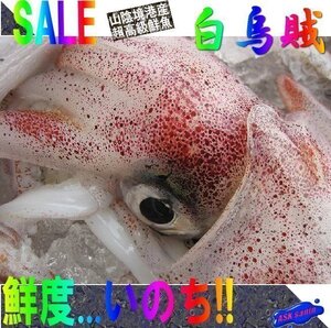 人気NO1の「白烏賊11尾で2kg」箱売り（入り数不定）、お刺身用（剣先）美しい釣り物です。