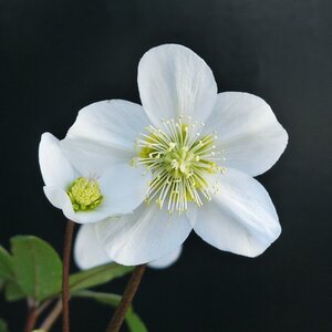 ● 純白の花が上向きに次々と咲く ● クリスマスローズ ● ジュベリ ● 5号 ● 開花株 ● 花付き ●