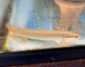 熱帯魚　ポリプテルス・セネガルス　Sサイズ　※雄雌のご指定不可　古代魚　大型魚