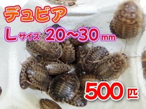 【送料無料】 デュビア Lサイズ 2.0～3.0cm 500匹 紙袋配送 アルゼンチンモリゴキブリ 肉食熱帯魚 爬虫類 両生類 [2810:broad2]