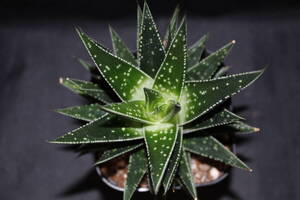  Gasteria 