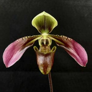 【開花株】パフィオ バレニアナム Paph.bullenianum var.bullenianum (= robinsonii) x sib (‘Eagle’ x ‘Atsumi’BM/JOGA) 洋蘭　ラン