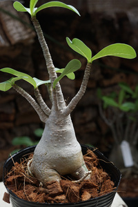 　Adenium arabicum (管理番号：ar10）アデニウム　アラビカム