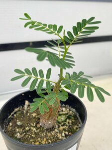 6676 「実生」センナ　メリディオナリス【種から発芽！・発根・Senna meridionalis】