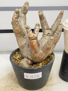 8826 「塊根植物」パキポディウム エニグマティクム 植え【発根・Pachypodium enigmaticum・多肉植物】